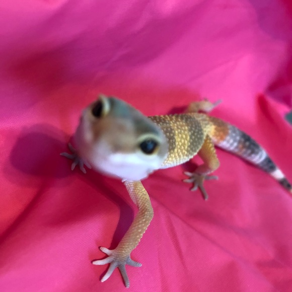 Meet your Posher, Sarah - Picture 1 of 1